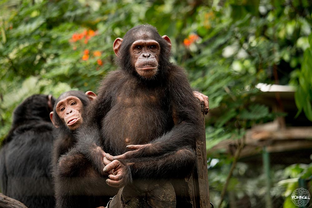 Chimpanzee at Limbe Wildlife Centre