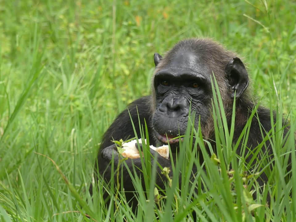 Chimpanzee resting