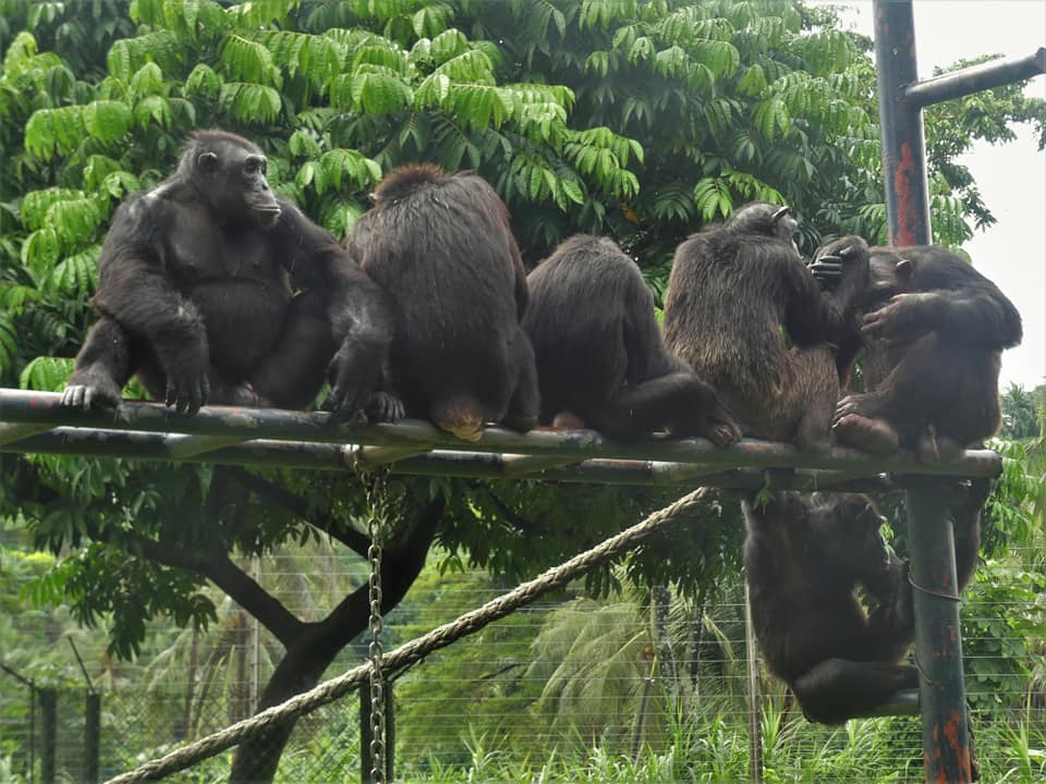 Chimpanzee group at Limbe