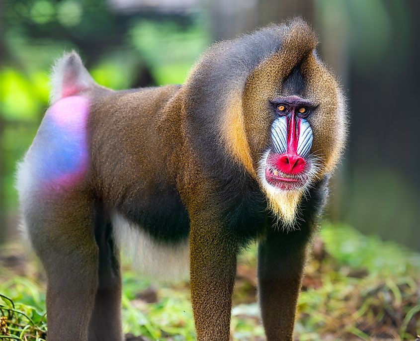 Drill Monkey