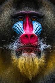 Drill Monkey