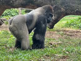 Western Lowland Gorilla